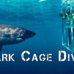 Enjoy an Exclusive Shark Cage Diving Experience with Professional Guides and Experts