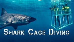 Enjoy an Exclusive Shark Cage Diving Experience with Professional Guides and Experts